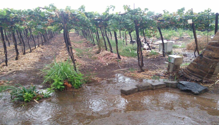 सांगली जिल्ह्यातील तासगांव आणि कवठेमहांकाळ तालुक्यात अवकाळी पाऊस; सावळजमध्ये गारपीठ