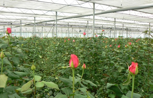 “या” शेतक-यांना मिळणार नाही कर्जमाफी ?