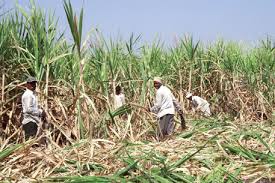 उसतोड कामगारांचा संप यशस्वी,  मजूरीत झाली पाच टक्के उत्तेजनार्थ वाढ !