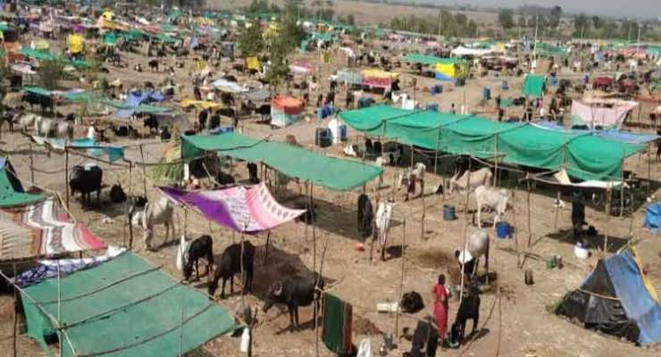 बीडमध्ये चारा छावणीत शिवसेनेच्या जिल्हाप्रमुखानं केला भ्रष्टाचार ?